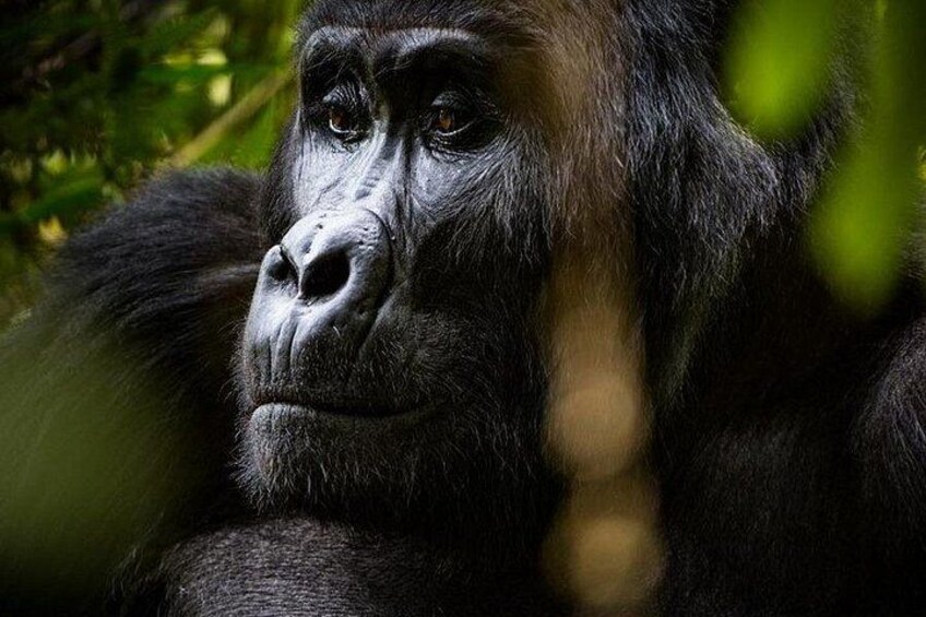 Multi Day Private Gorillas and Chimpanzee Trekking Tour in Uganda 5