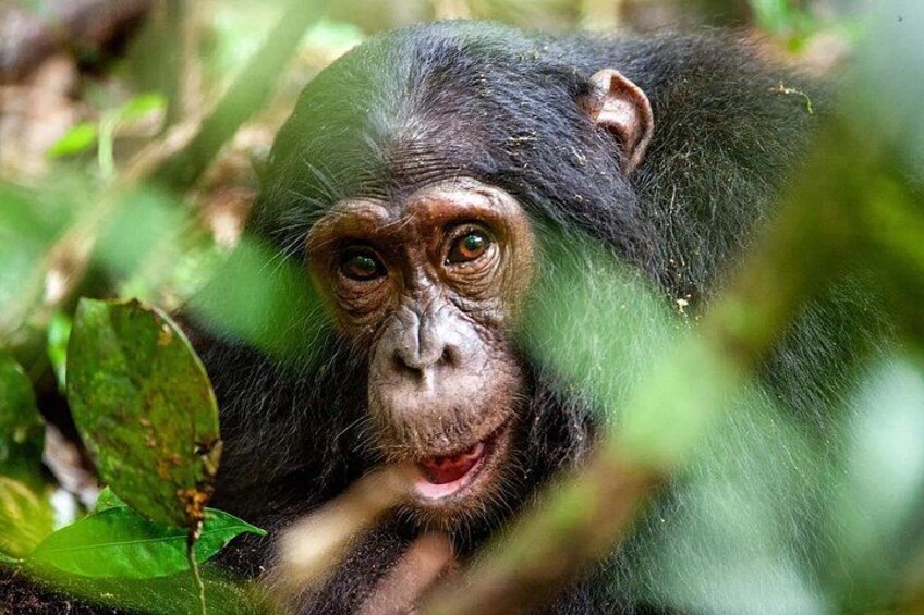 A chimpanzee in a natural habitat with dense foliage. 2
