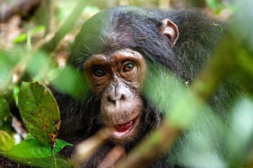 4 Day Private Bwindi and Kibale Tour from Kigali 2