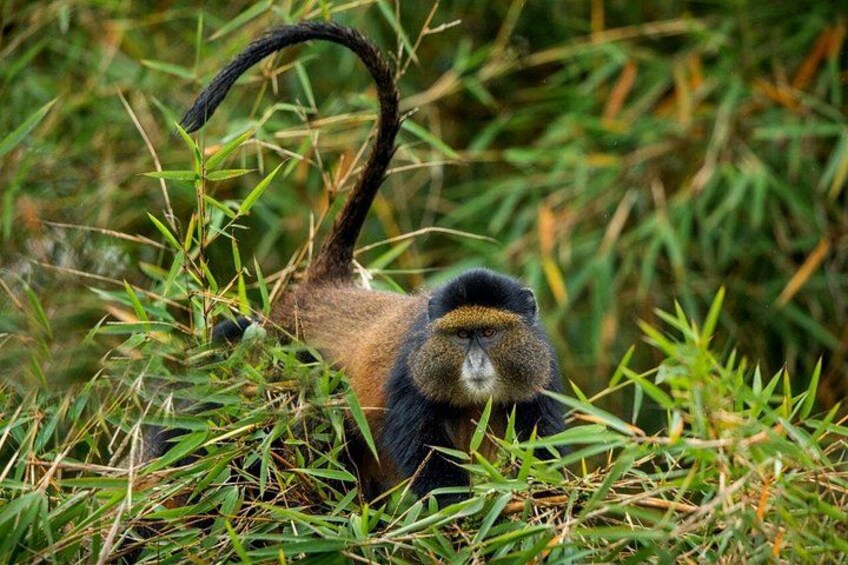 A monkey with dark fur and a long tail in a grassy area. 5