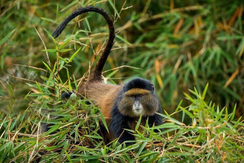 4 Day Private Bwindi and Kibale Tour from Kigali 5