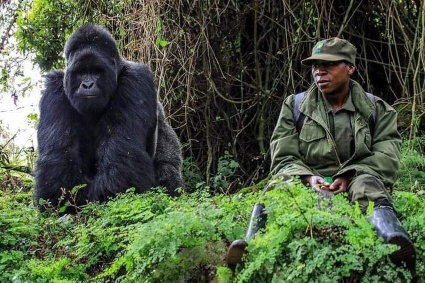 A gorilla and a person sitting on a forest floor. 4
