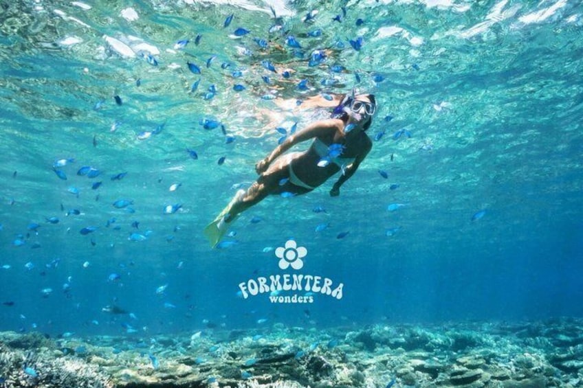 A person snorkeling underwater surrounded by fish. 3