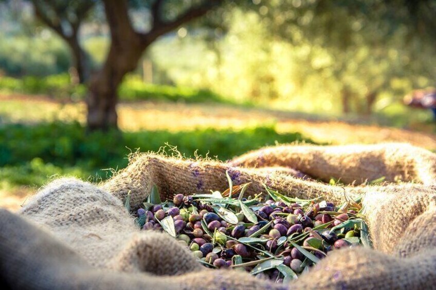 A burlap sack filled with olives and leaves on a grassy field. 5