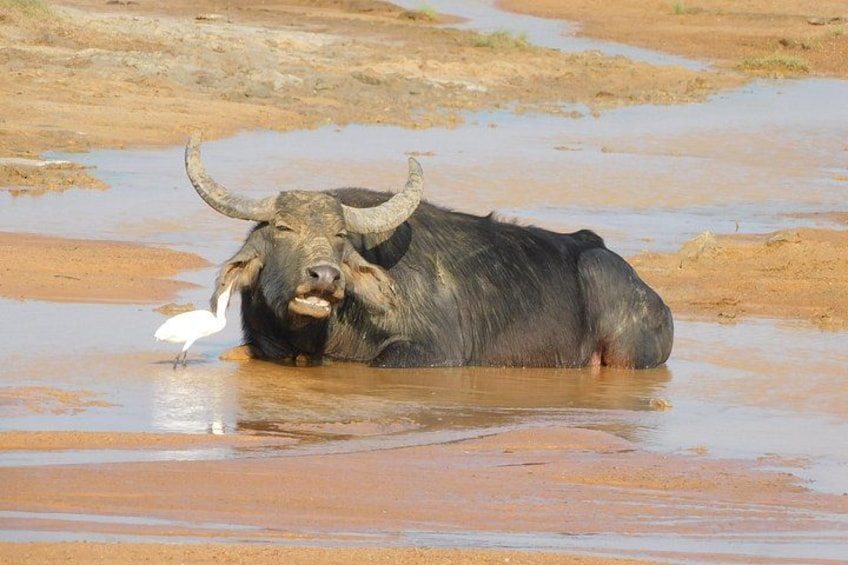 Un búfalo descansando en un cuerpo de agua poco profundo con un pájaro cerca. 5