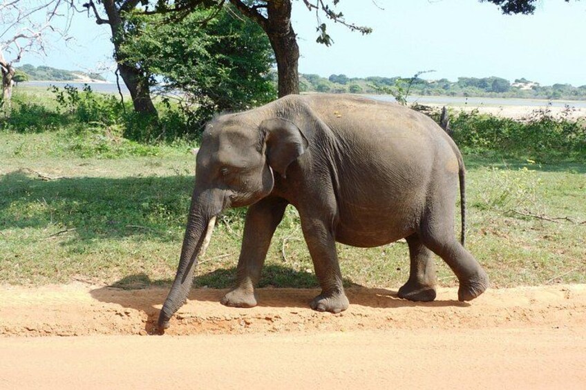 Un elefante caminando por un sendero de tierra con árboles y una masa de agua al fondo. 3