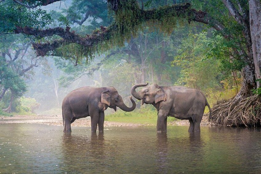 Dos elefantes en un río rodeado de árboles. 1
