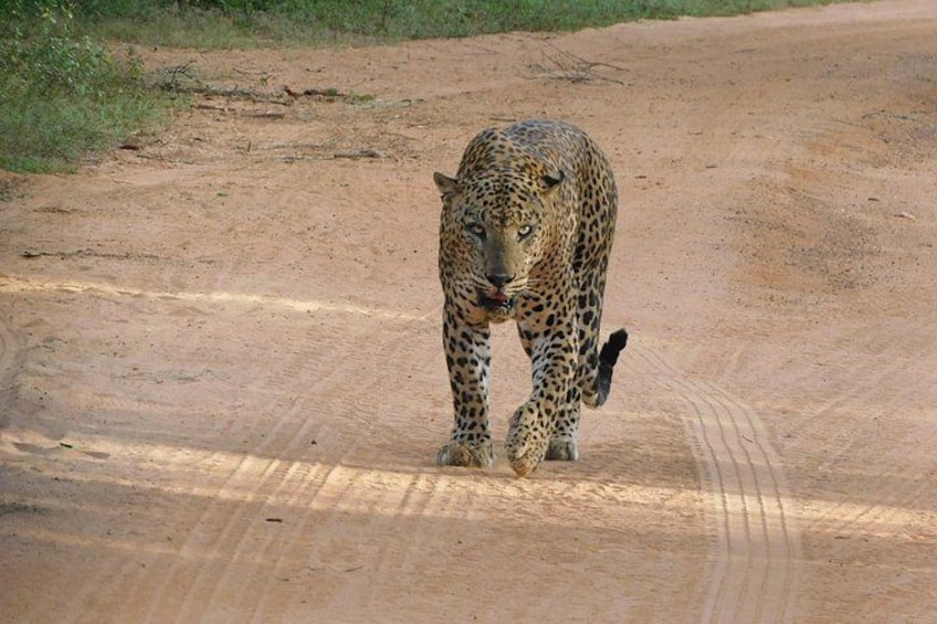 Un leopardo caminando sobre un camino de tierra. 2