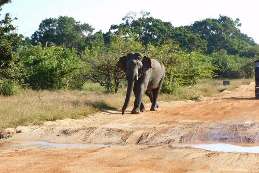 Un elefante camina sobre un camino de tierra con árboles y un edificio al fondo. 4