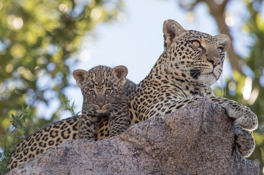 Zwei junge Leopardkätzchen ruhen sich auf einem Felsen, im Hintergrund Bäume. 2
