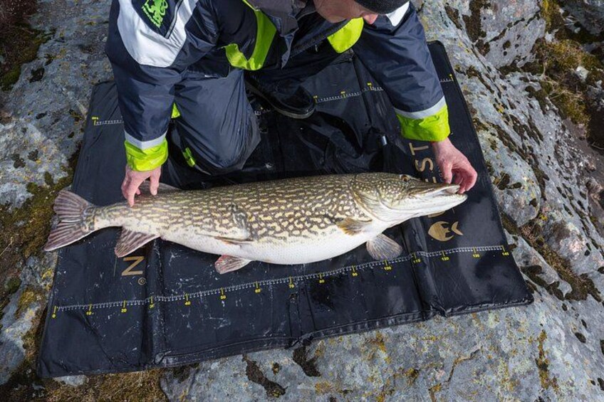 A person holding a large fish on a black mat with yellow markings. 2