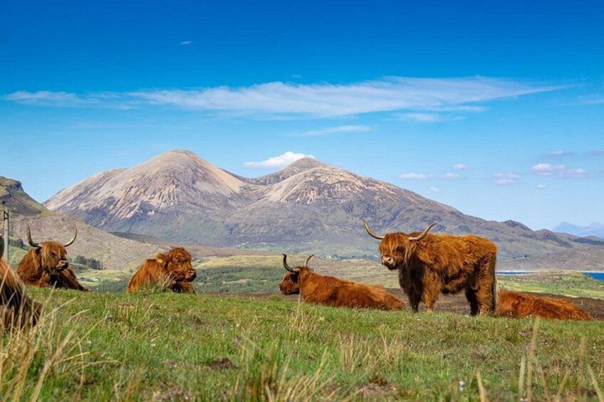 Highland Coo's 2
