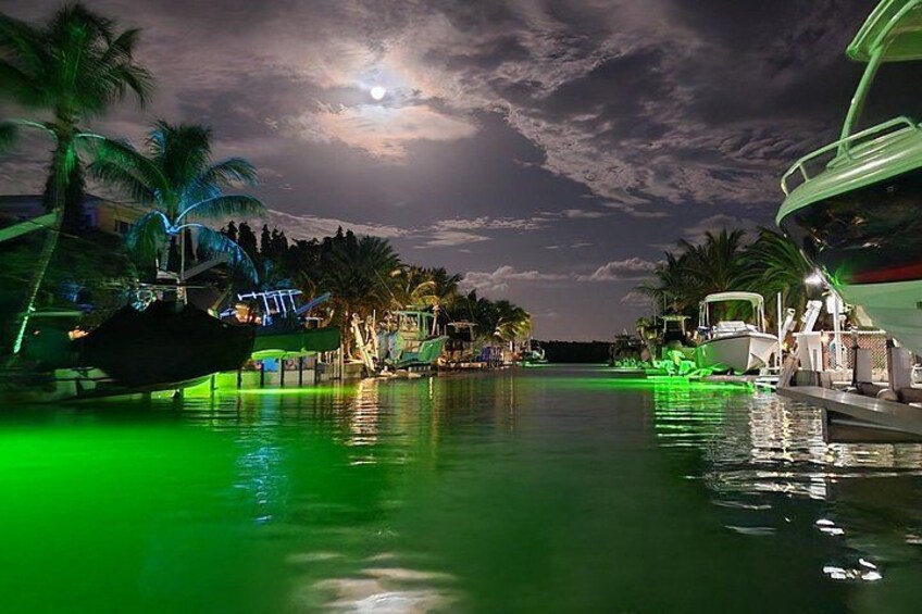 Un puerto deportivo iluminado por la noche con barcos, palmeras y un cielo bañado por la luna. 2