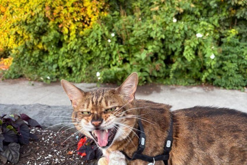 A cat with a collar lying on the ground. 3