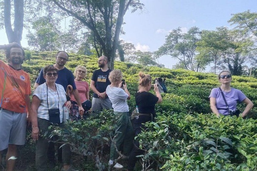 Exploring the journey from leaf to cup — our international guests soaking in the beauty and stories of our signature tea tour experience. 2