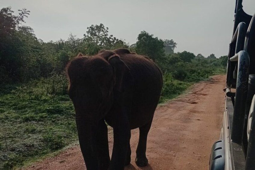 Udawalawe Safari with Private Transfer from Mirissa to Ella 2
