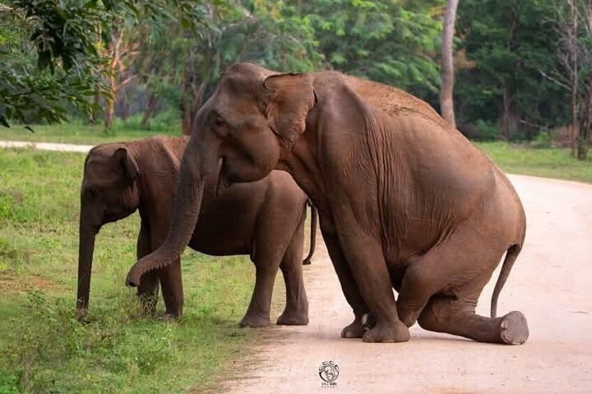 Private Transfer from Mirissa, Weligama to Ella Udawalawa Safari 4