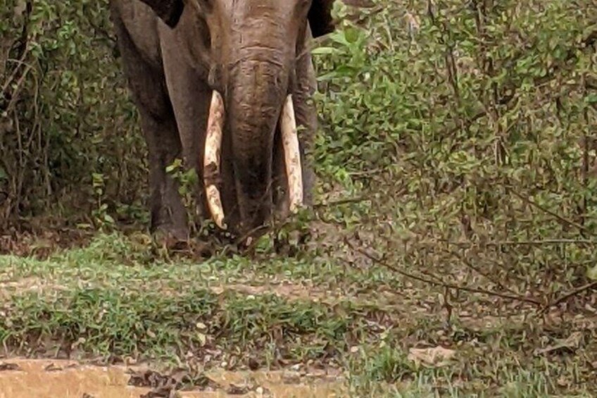 Udawalawe Safari with Private Transfer from Mirissa to Ella 3
