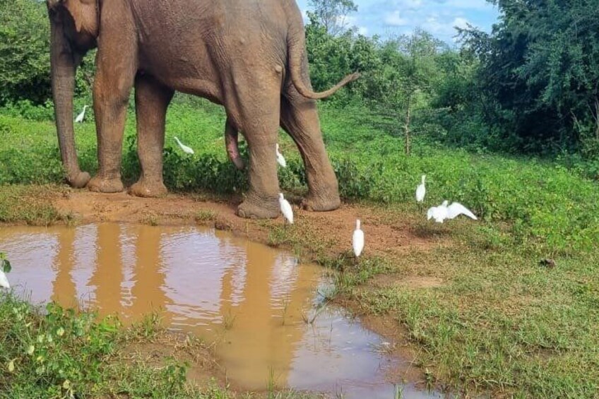 Un elefante de pie junto a un cuerpo de agua turbio con aves blancas cerca. 2
