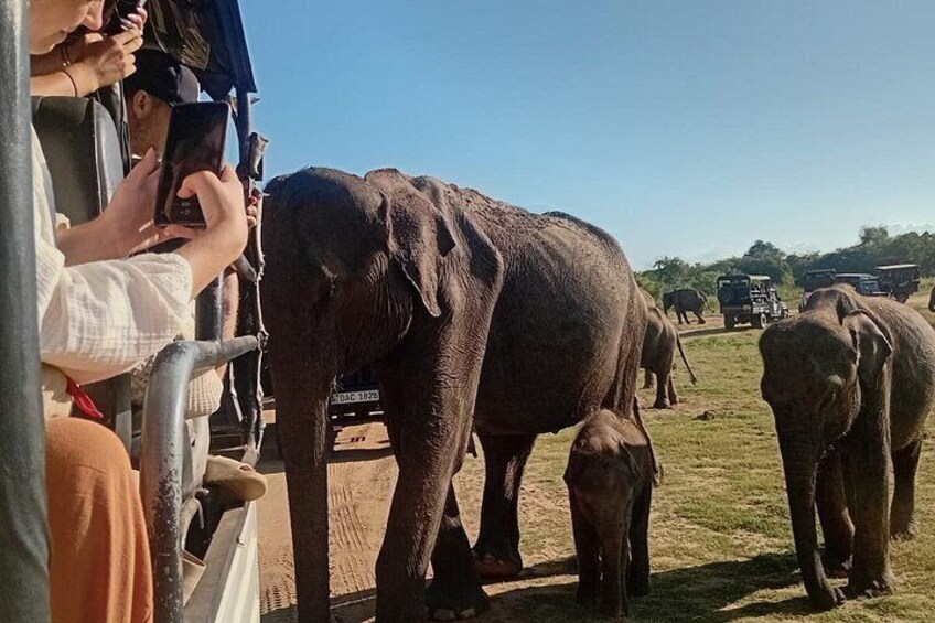 Private Transfer from Mirissa, Weligama to Ella Udawalawa Safari 3