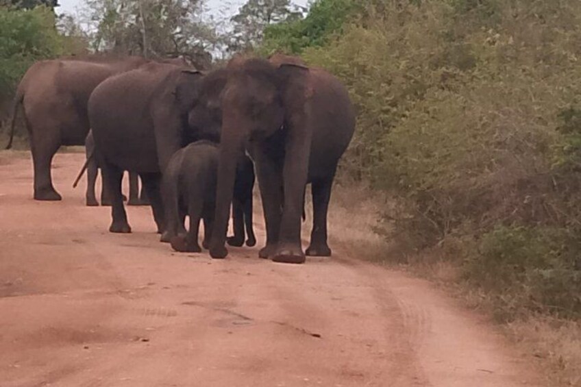 Udawalawe Safari with Private Transfer from Mirissa to Ella 4