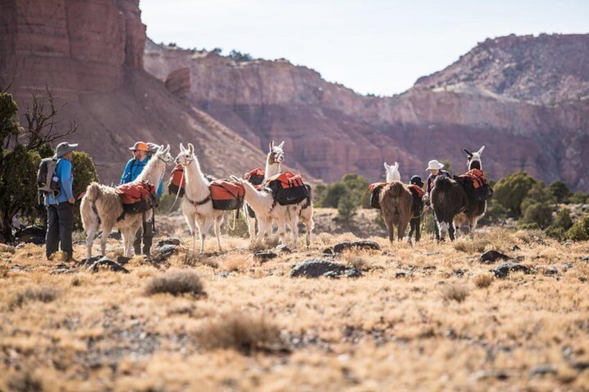 A group of llamas with riders in a desert landscape with red rock formations. 2