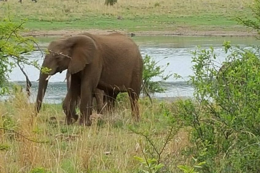 An elephant near a body of water surrounded by grass and trees. 2