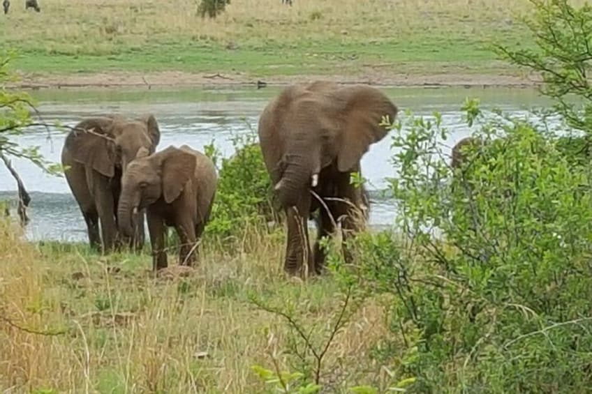 Elephants near a water body in a grassy area. 3