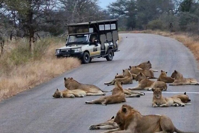 A road with a safari vehicle and several lions lying on the side. 1