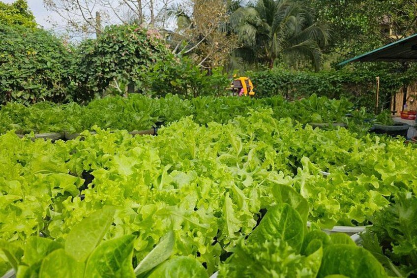 A lush garden with various green leafy plants, a person in a yellow shirt working in the background, and a structure with a green roof. 5