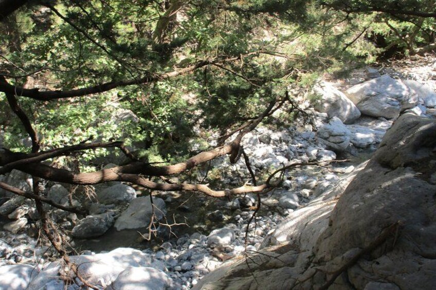 A rocky stream with a fallen tree branch. 3