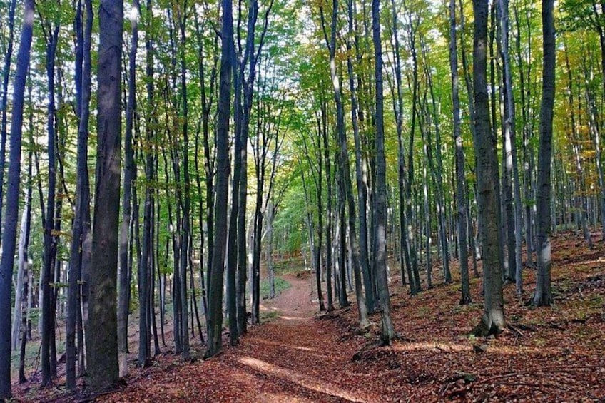 beech forest 2