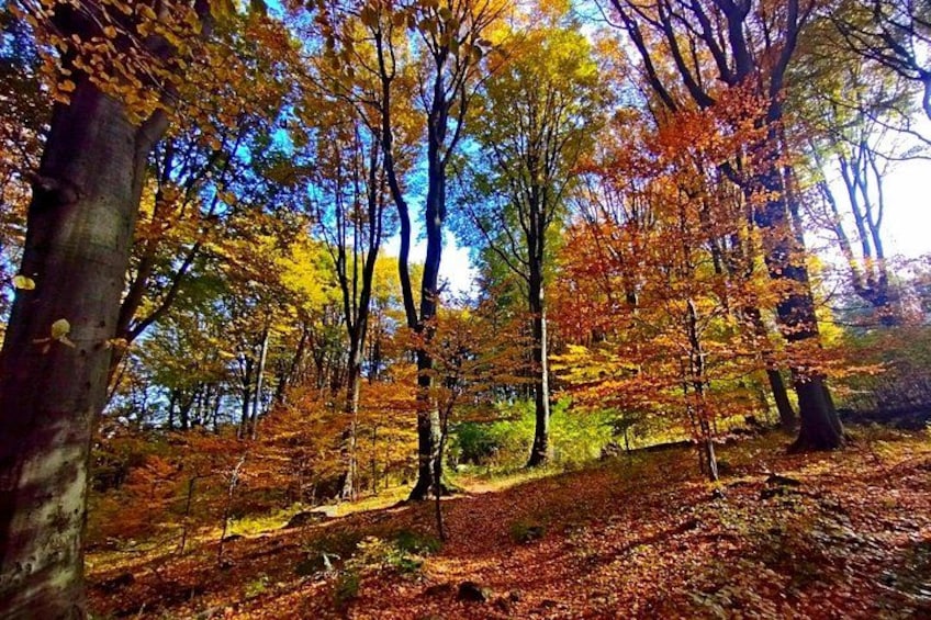 beech forest 2