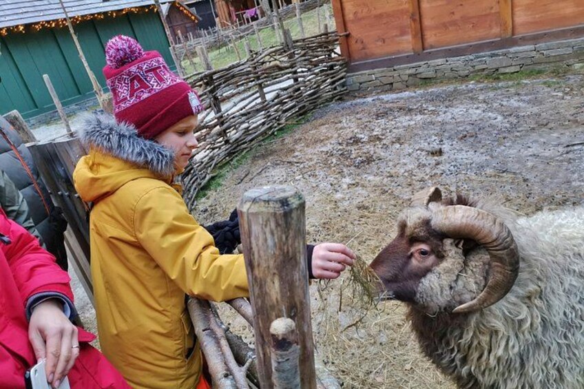 Eine Person füttert ein Schaf auf einer Farm. 2