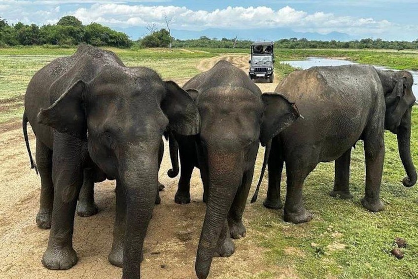 A group of elephants on a dirt path with a vehicle in the background. 1