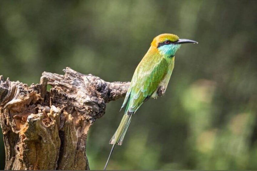 A bird perched on a tree branch. 2
