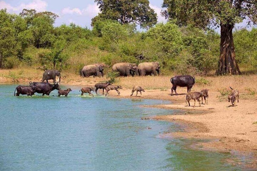 Udawalawa National Park 2