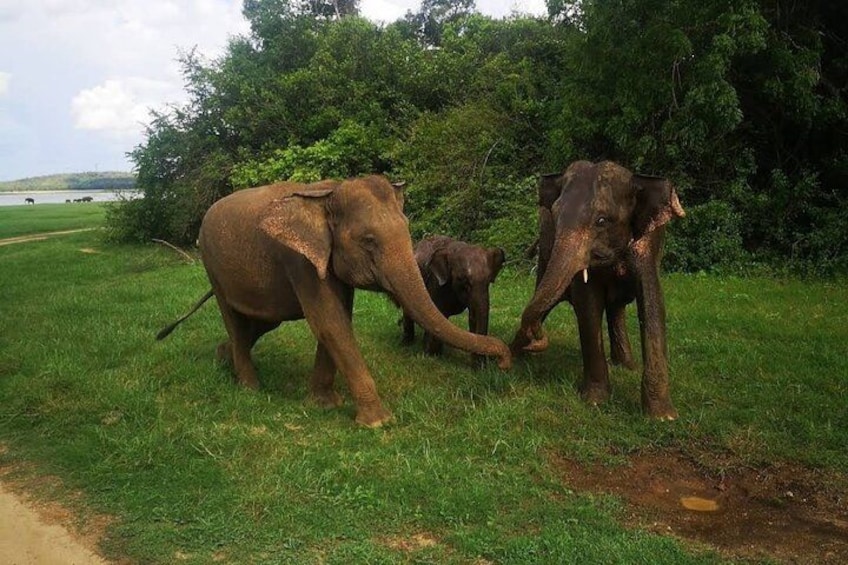 Three elephants in a grassy area with trees and a dirt path. 4