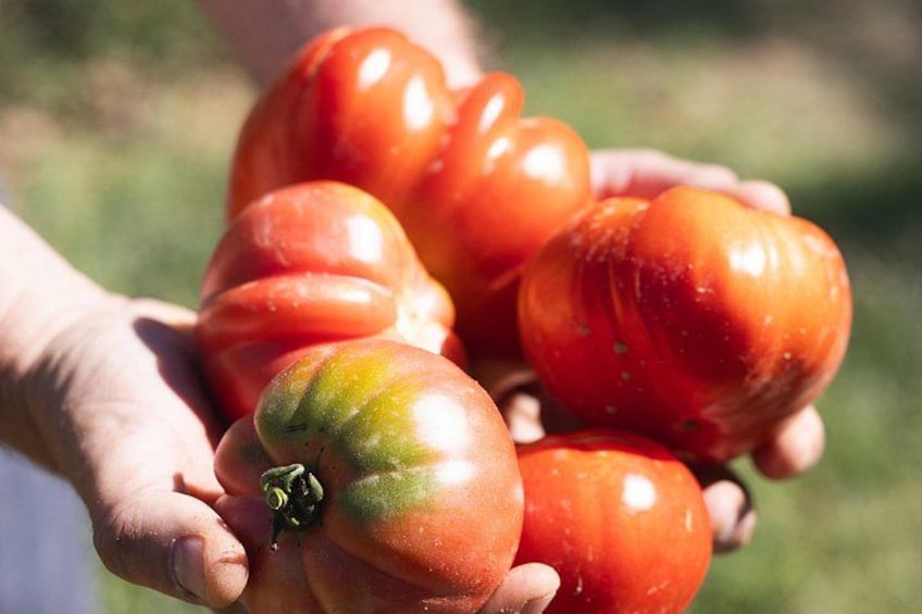 Farm To table Experience on an organic hilltop estate in Tuscany 2