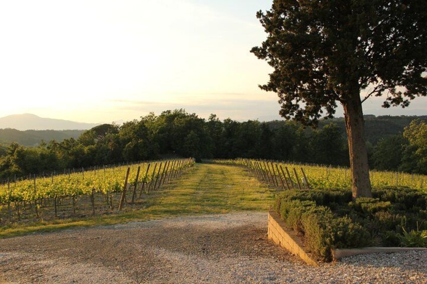 Farm To table Experience on an organic hilltop estate in Tuscany 4