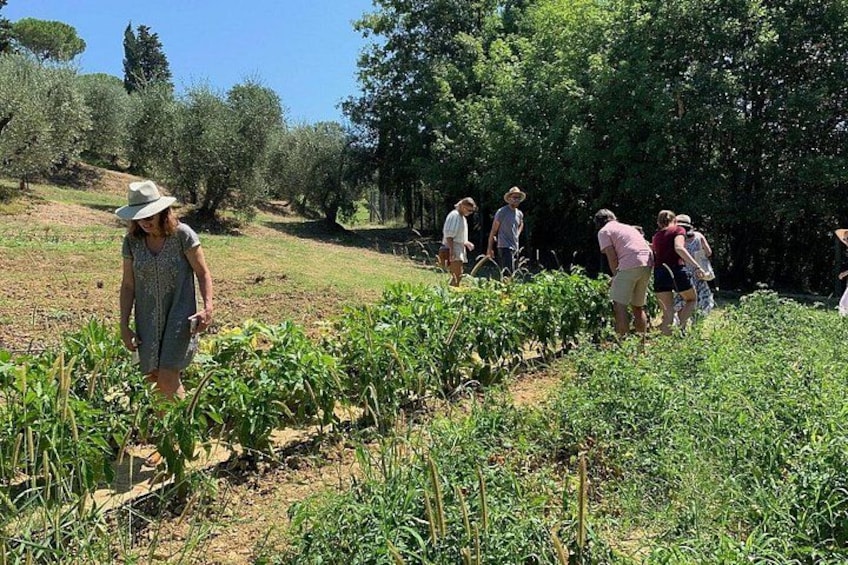 Farm To table Experience on an organic hilltop estate in Tuscany 5