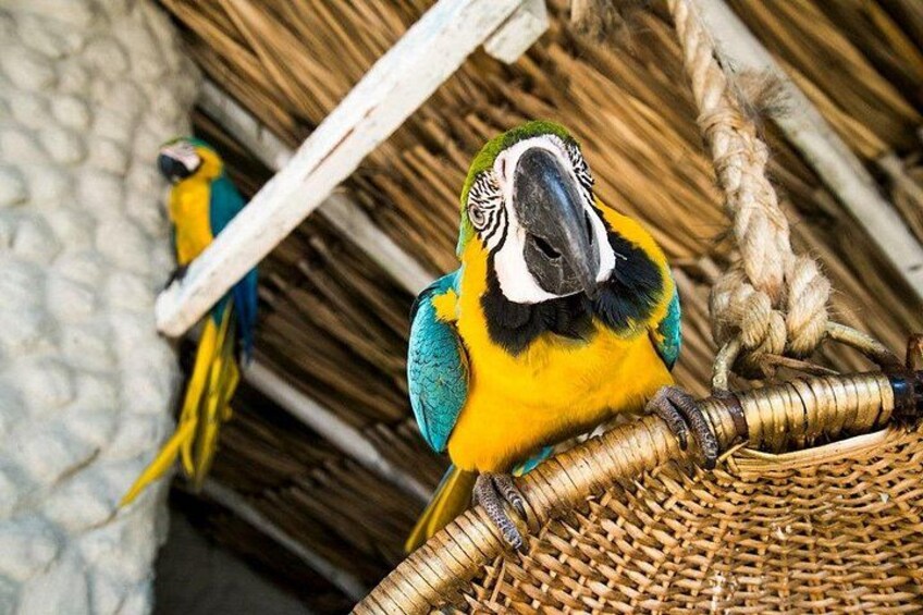 Two vibrant blue and yellow macaws perched on a woven basket in a rustic setting. 5