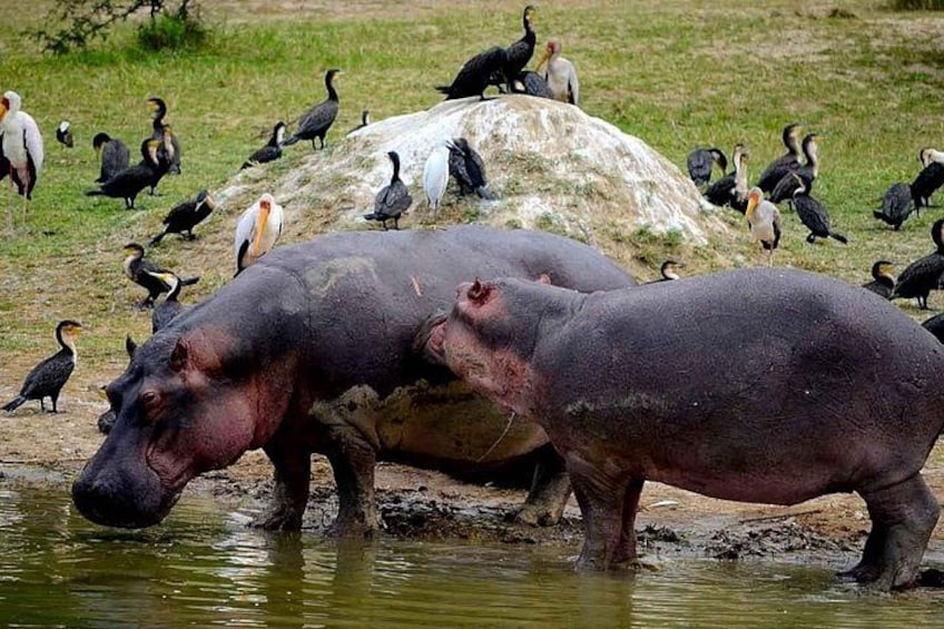Hippos in water with birds around them. 1