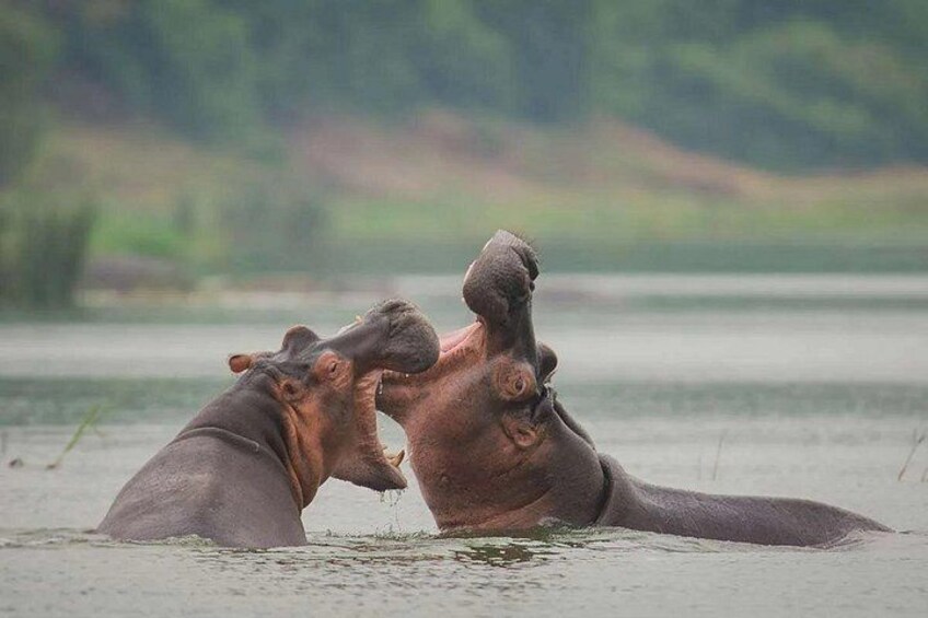 Two hippos in water, possibly fighting or playing. 3