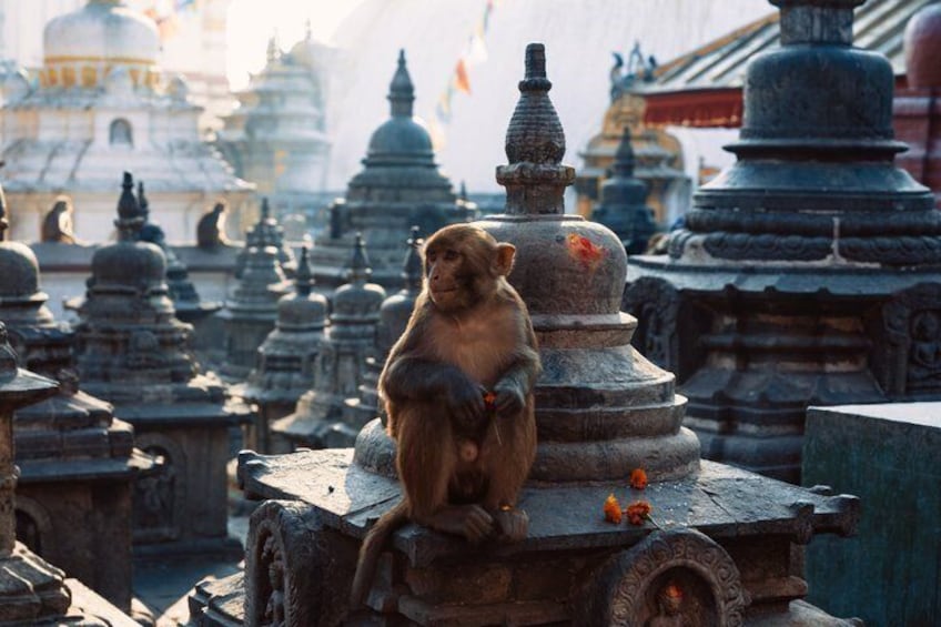 Un singe est assis sur une structure d’un temple, entouré d’autres structures similaires. 2