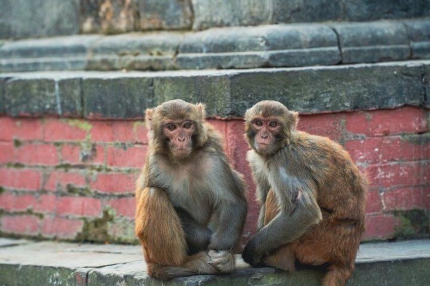 Deux singes sont assis sur des marches, adossés à un mur de briques. 4