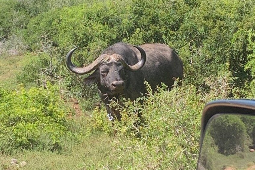 Un buffle dans une zone herbeuse, au milieu d’une végétation dense. 2