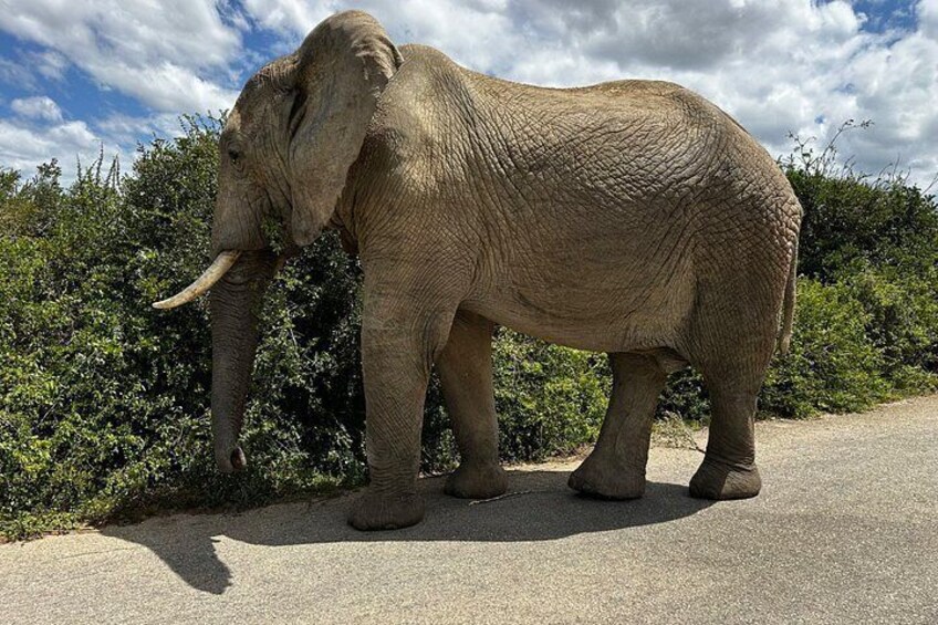 Addo Elephant National Park Private Tour 3