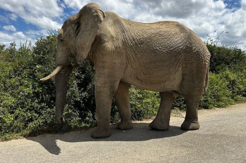 Addo Elephant National Park Private Tour 5