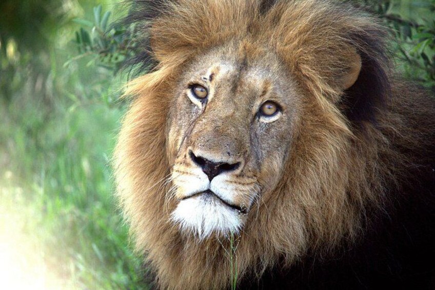 Un lion à la crinière abondante, dans son environnement naturel. 1